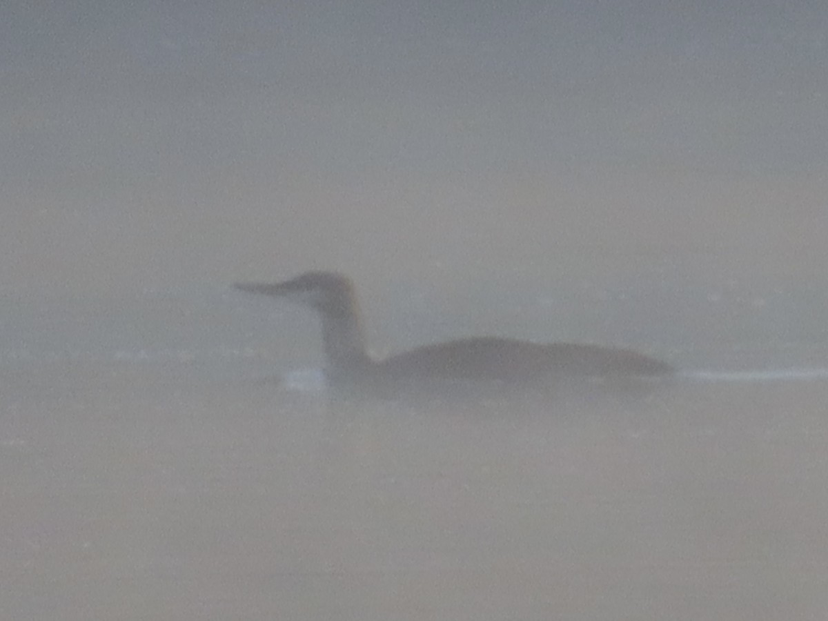 Red-throated Loon - ML276706151