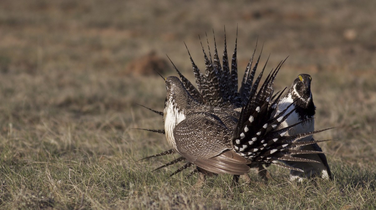 Greater Sage-Grouse - Ben Lagasse