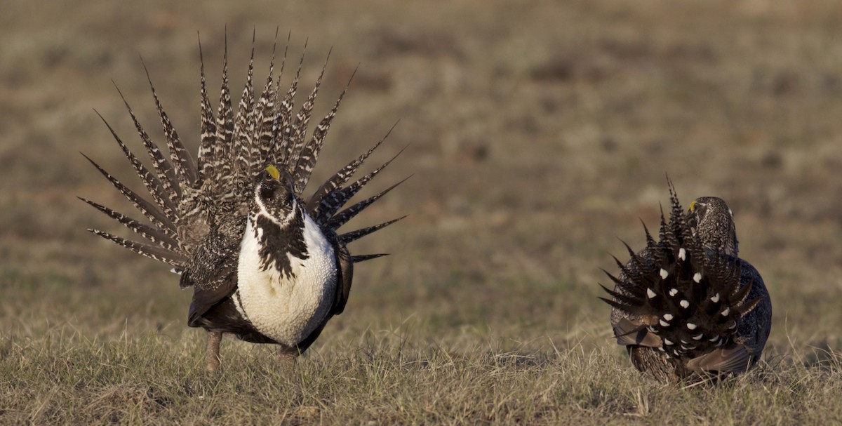 Greater Sage-Grouse - ML27670671