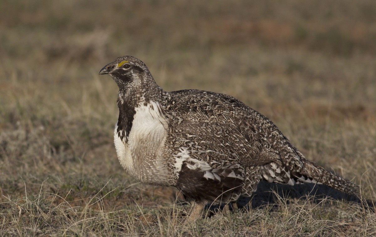 Greater Sage-Grouse - Ben Lagasse