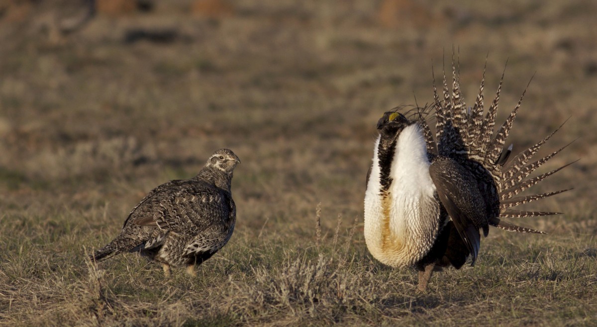 Greater Sage-Grouse - ML27670711