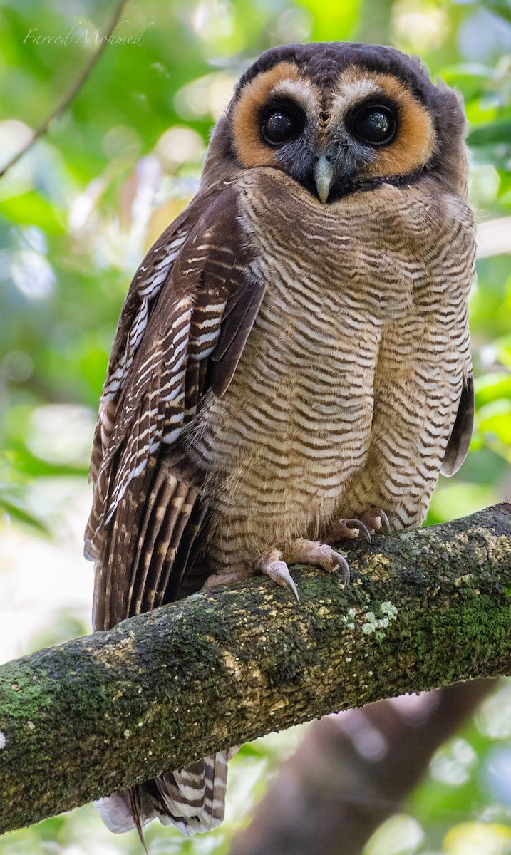 Brown Wood-Owl - ML276713951