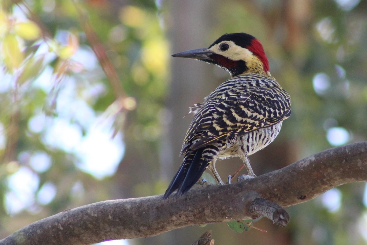 Green-barred Woodpecker - Marcos de Larminat