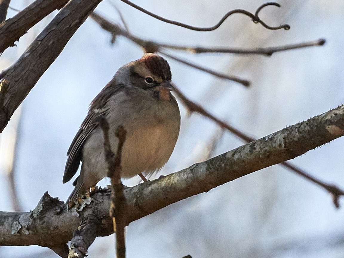Chipping Sparrow - Randy Harrod