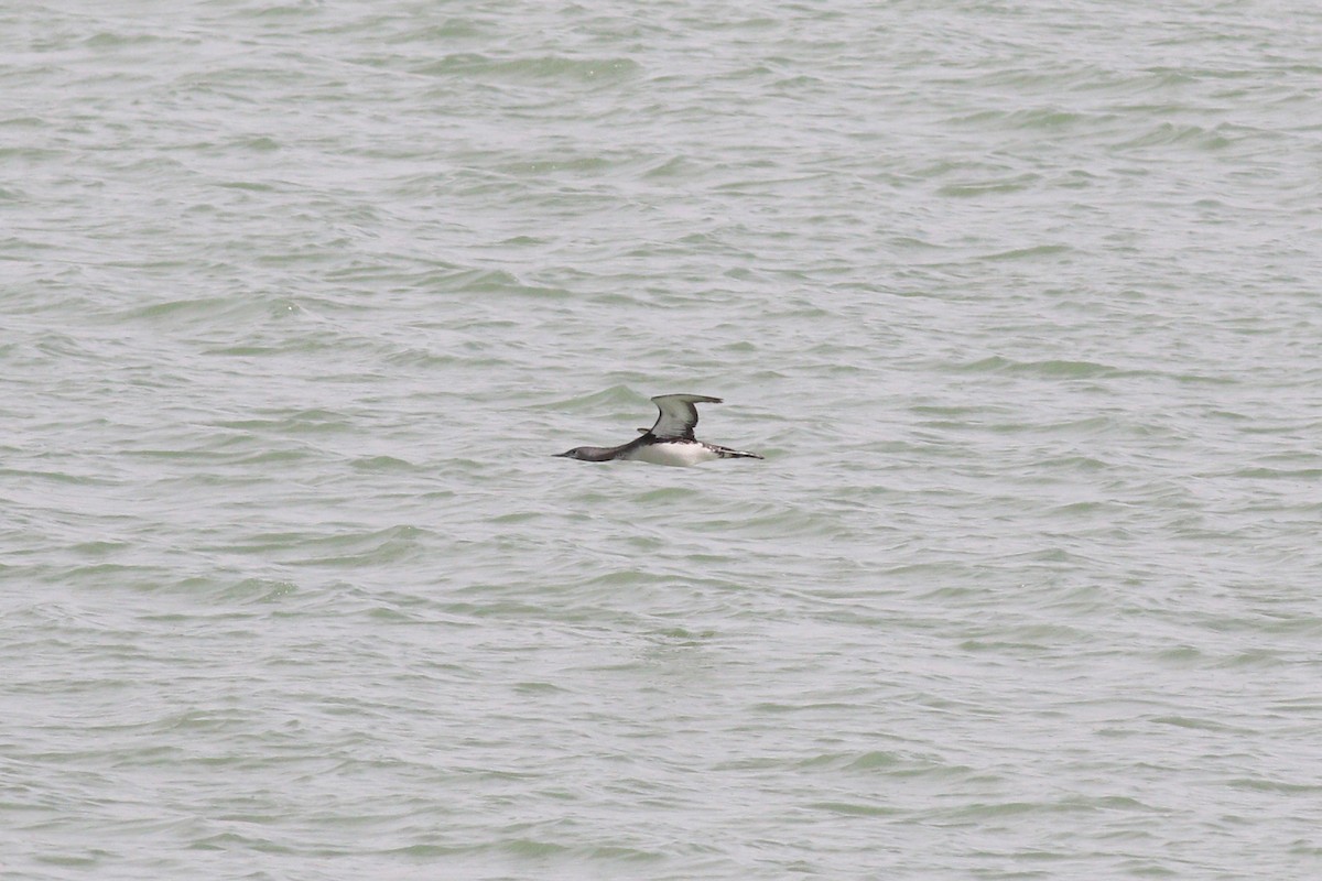Red-throated Loon - ML276729131