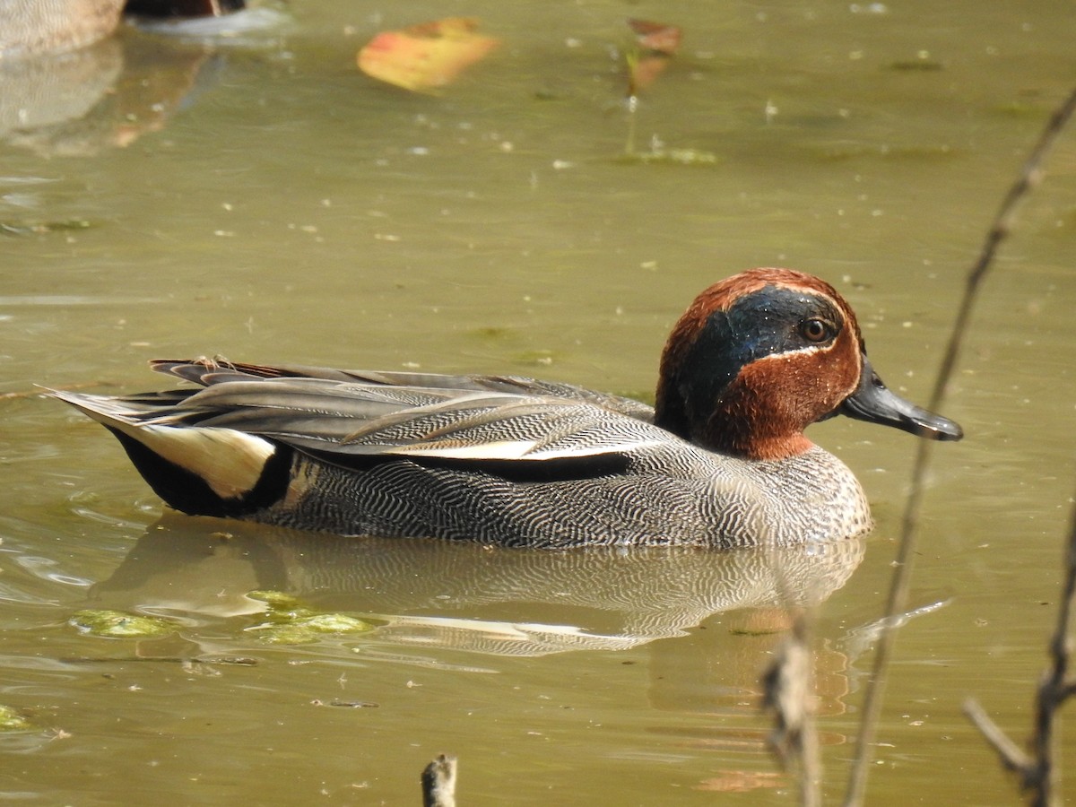 Green-winged Teal - ML276731001