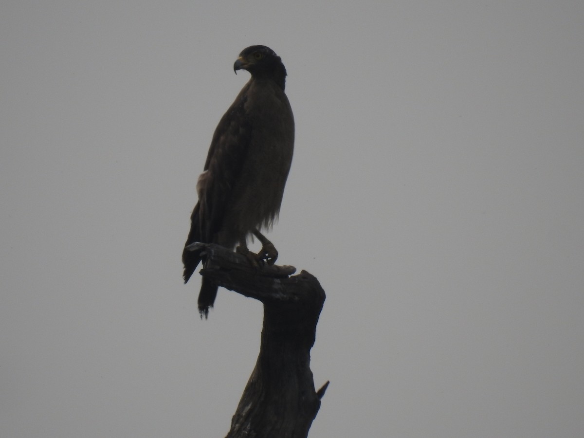 Crested Serpent-Eagle - ML276732371