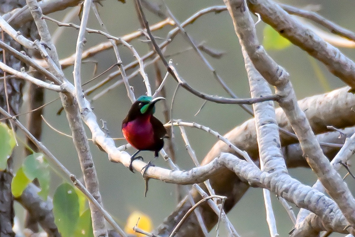 Scarlet-chested Sunbird - Giuseppe Citino
