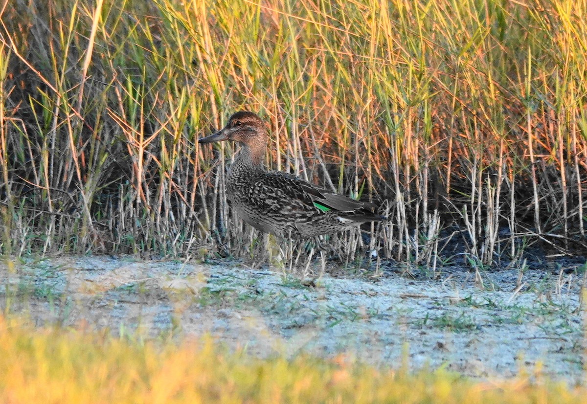 Green-winged Teal - ML276736621