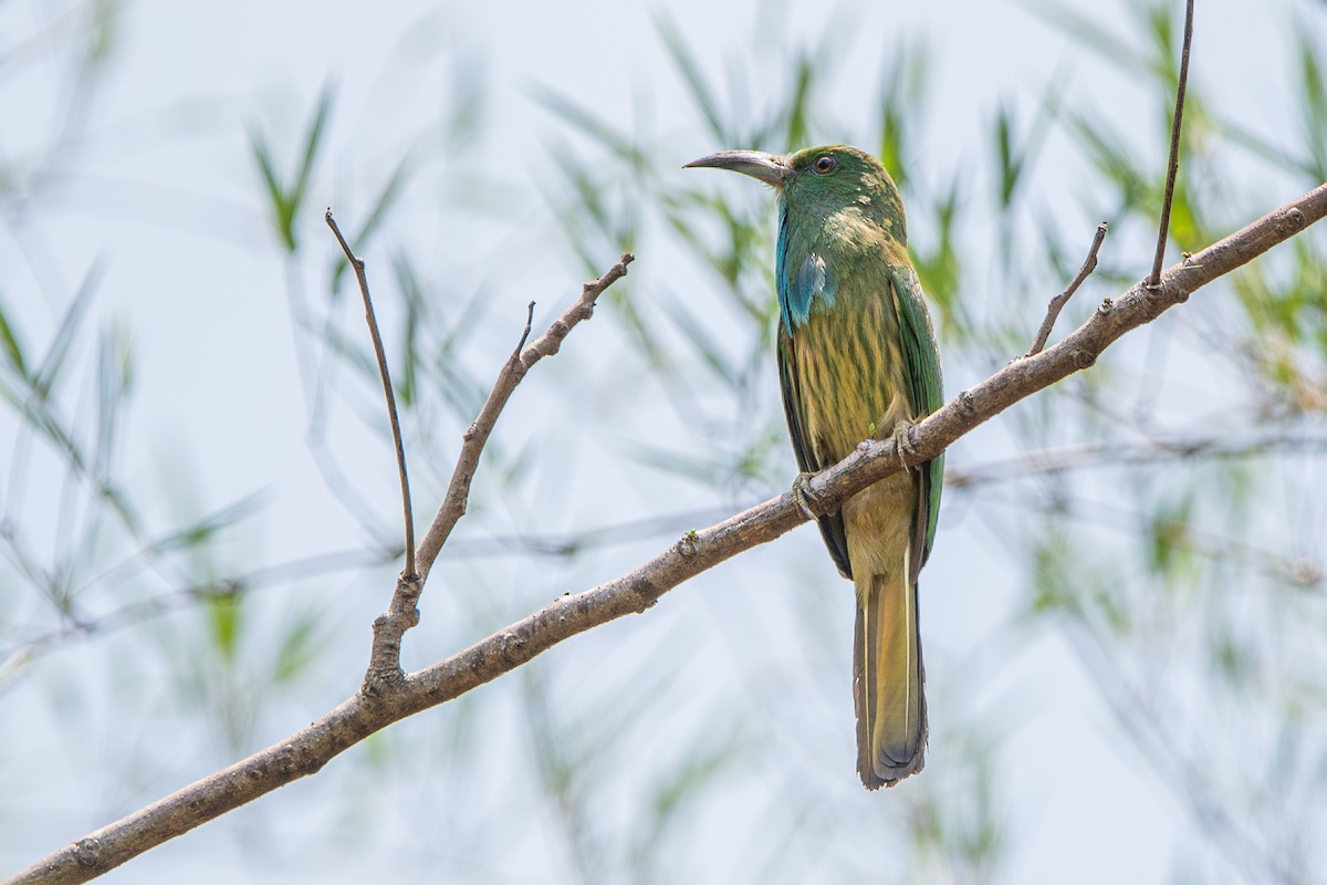 Blue-bearded Bee-eater - Ngoc Sam Thuong Dang