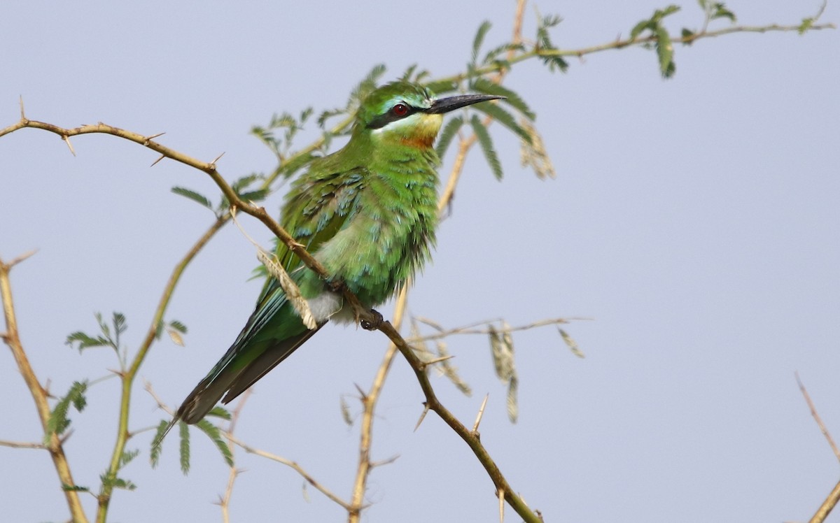 Blue-cheeked Bee-eater - ML276742091