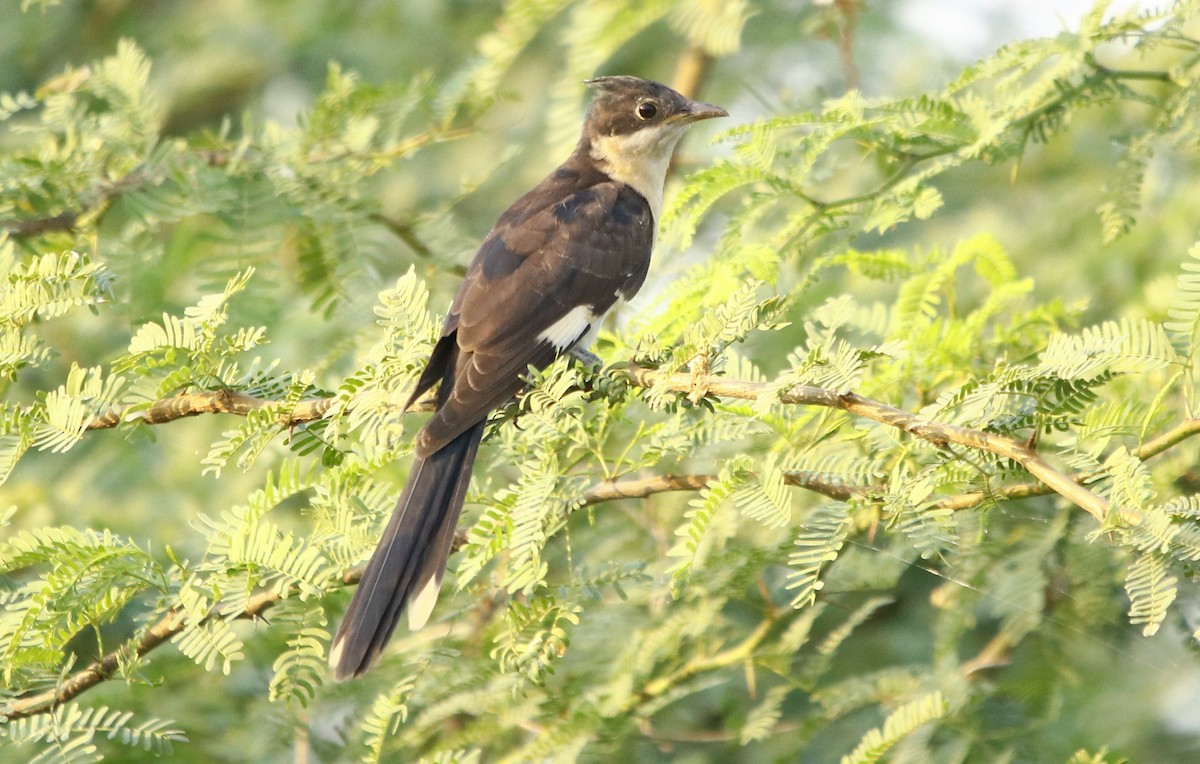 Pied Cuckoo - Bhaarat Vyas