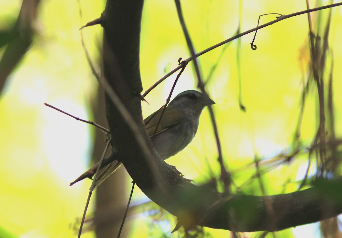 Green-backed Sparrow - ML27674371
