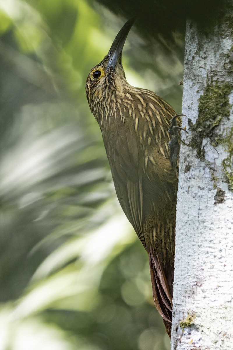 Strong-billed Woodcreeper - ML276747741