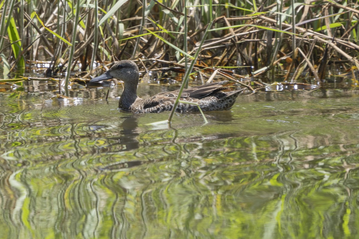 Blue-winged Teal - ML276748511