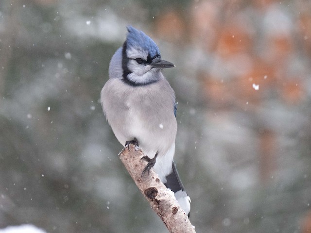 Blue Jay - Vermont eBird