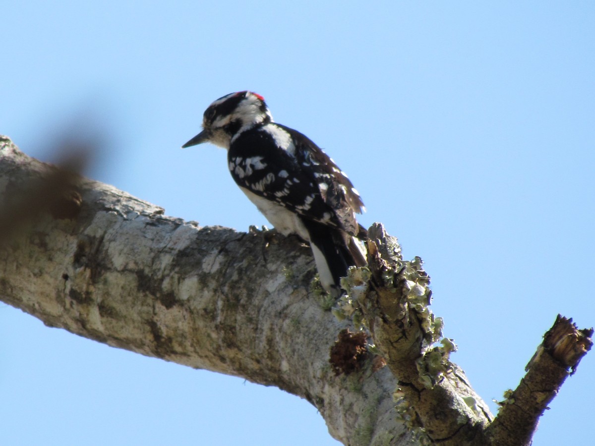 Hairy Woodpecker - Charlene Pringle