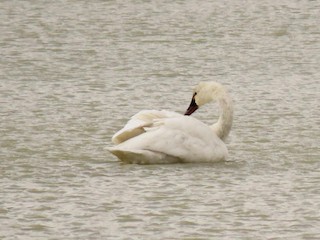 Tundra Swan, ML276754911