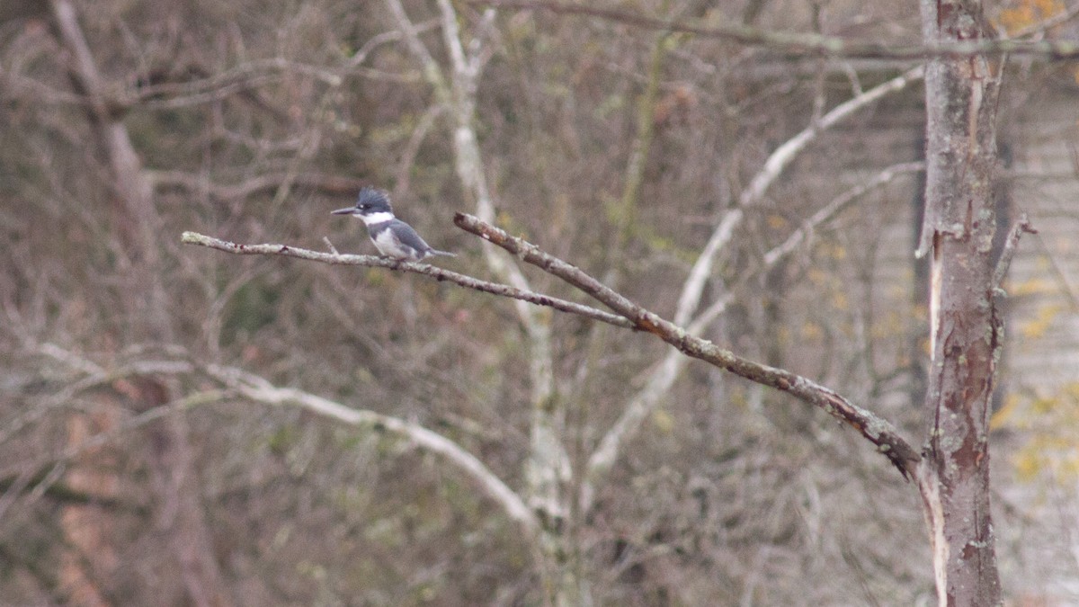 Belted Kingfisher - ML276757781