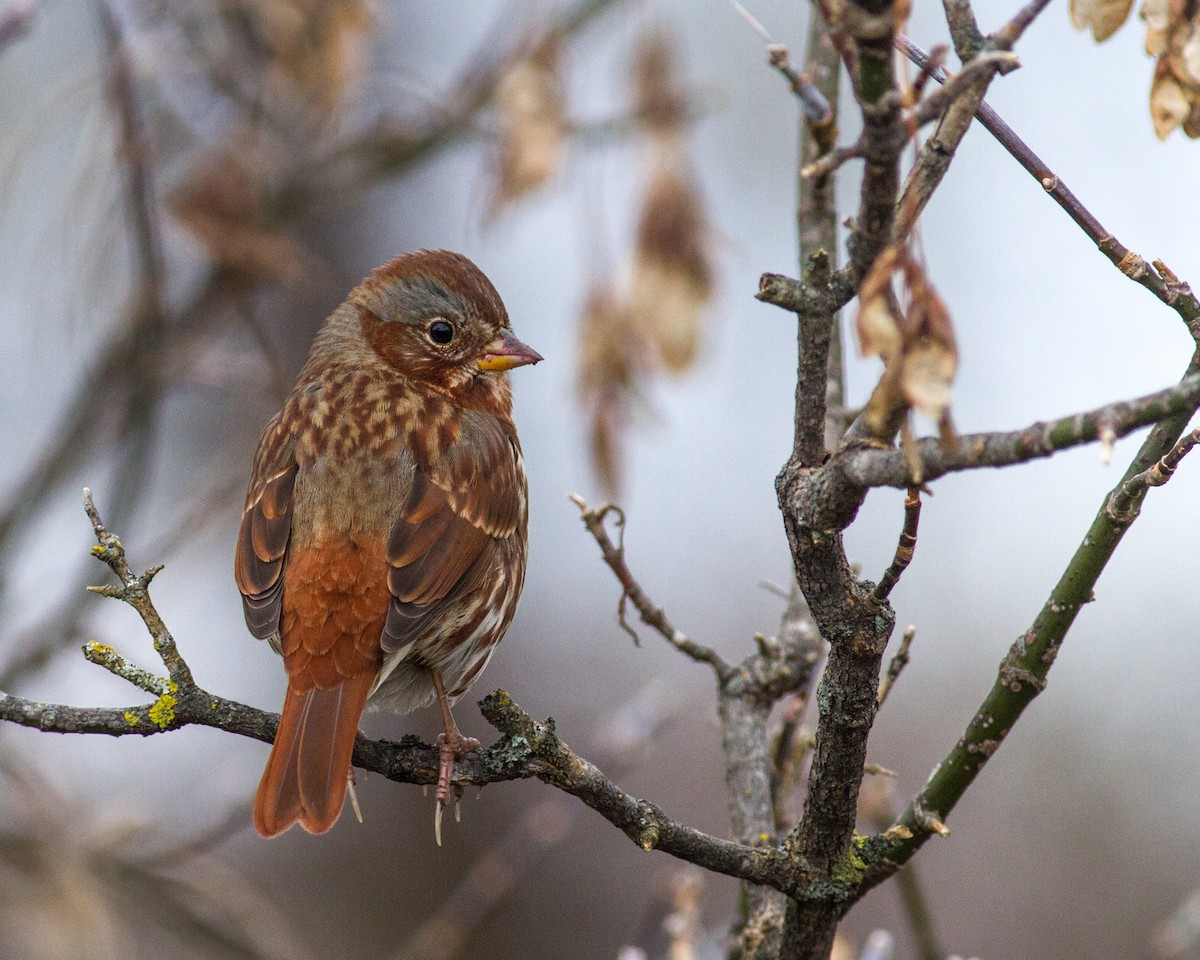 Fox Sparrow (Red) - Fyn Kynd