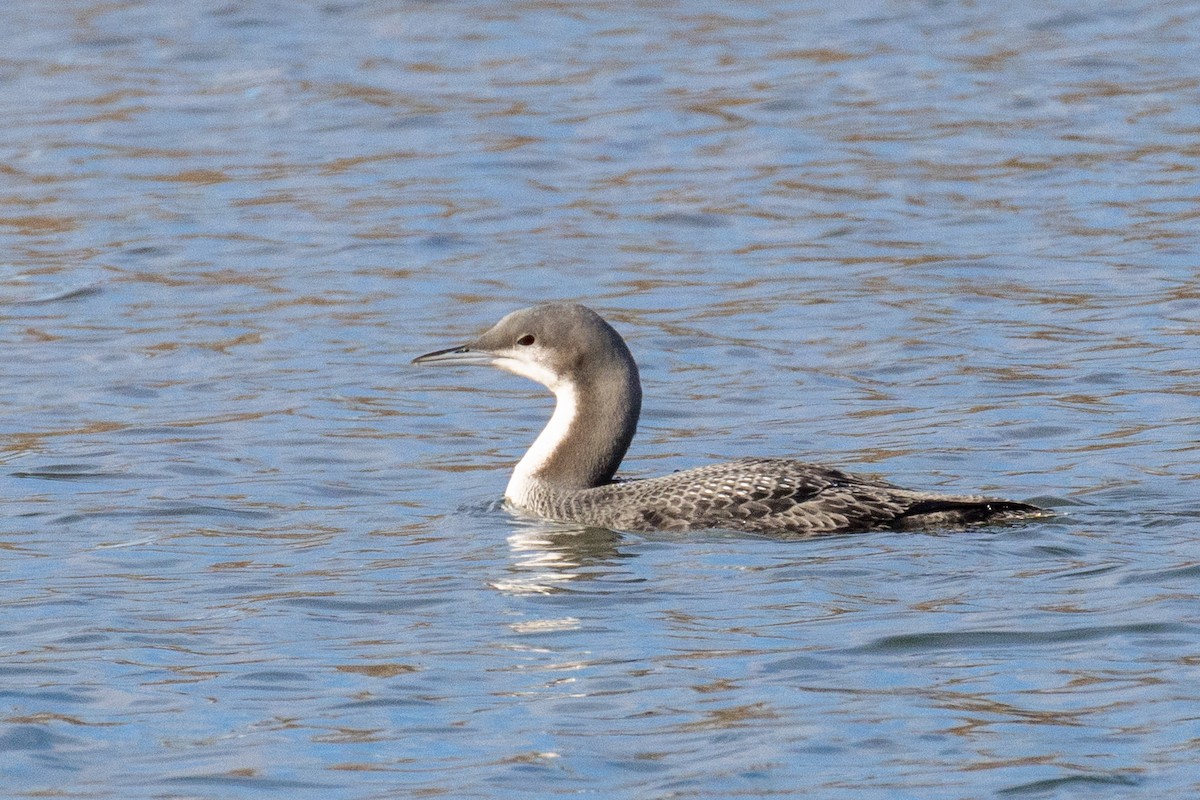Pacific Loon - Alan Knowles
