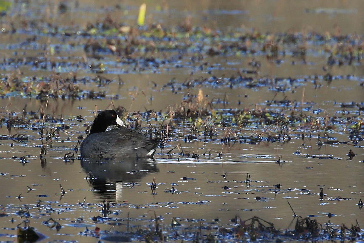 American Coot (Red-shielded) - Tim Lenz