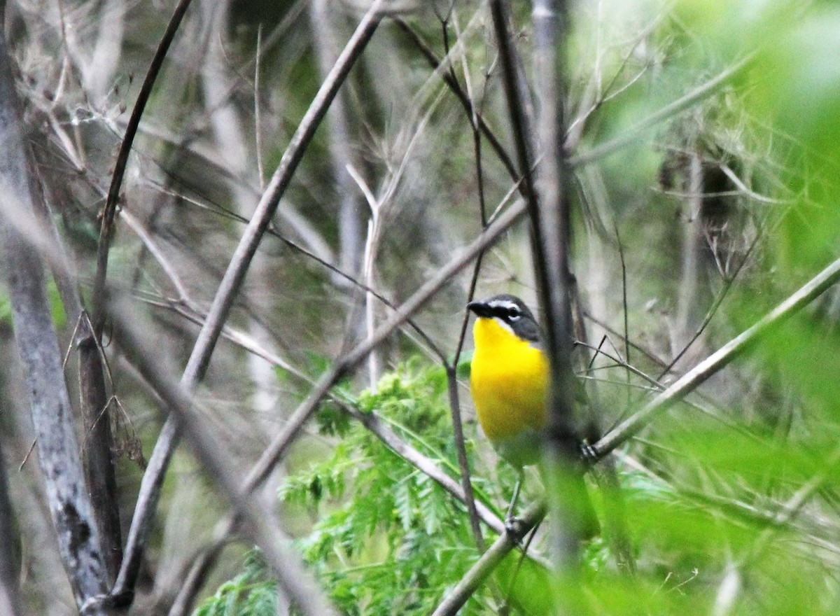 Yellow-breasted Chat - ML27677831