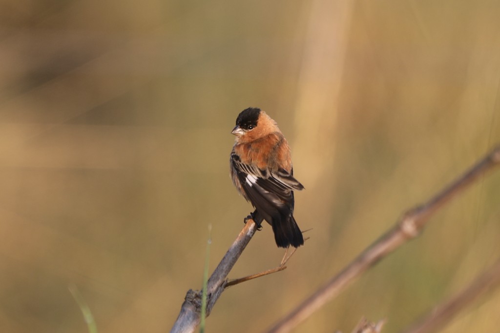 Copper Seedeater - ML276781751
