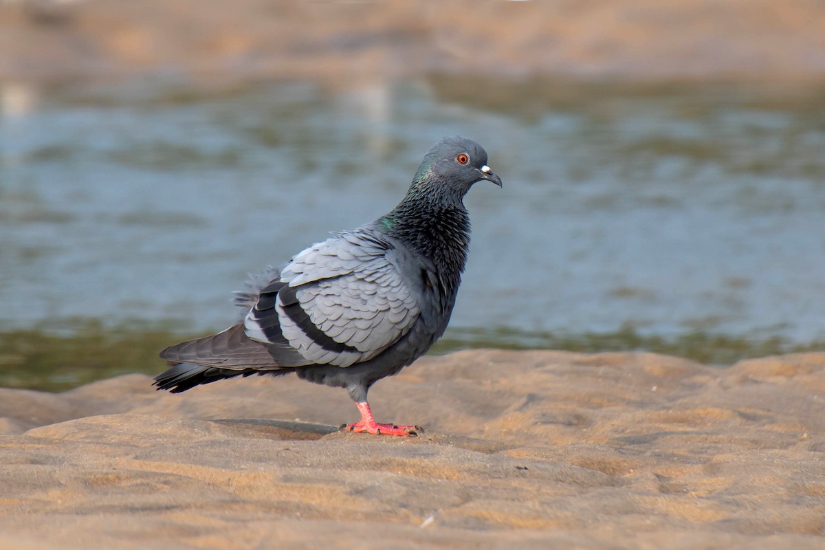 Rock Pigeon (Feral Pigeon) - Harish Babu M