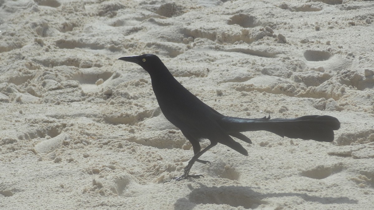 Great-tailed Grackle - ML276785731