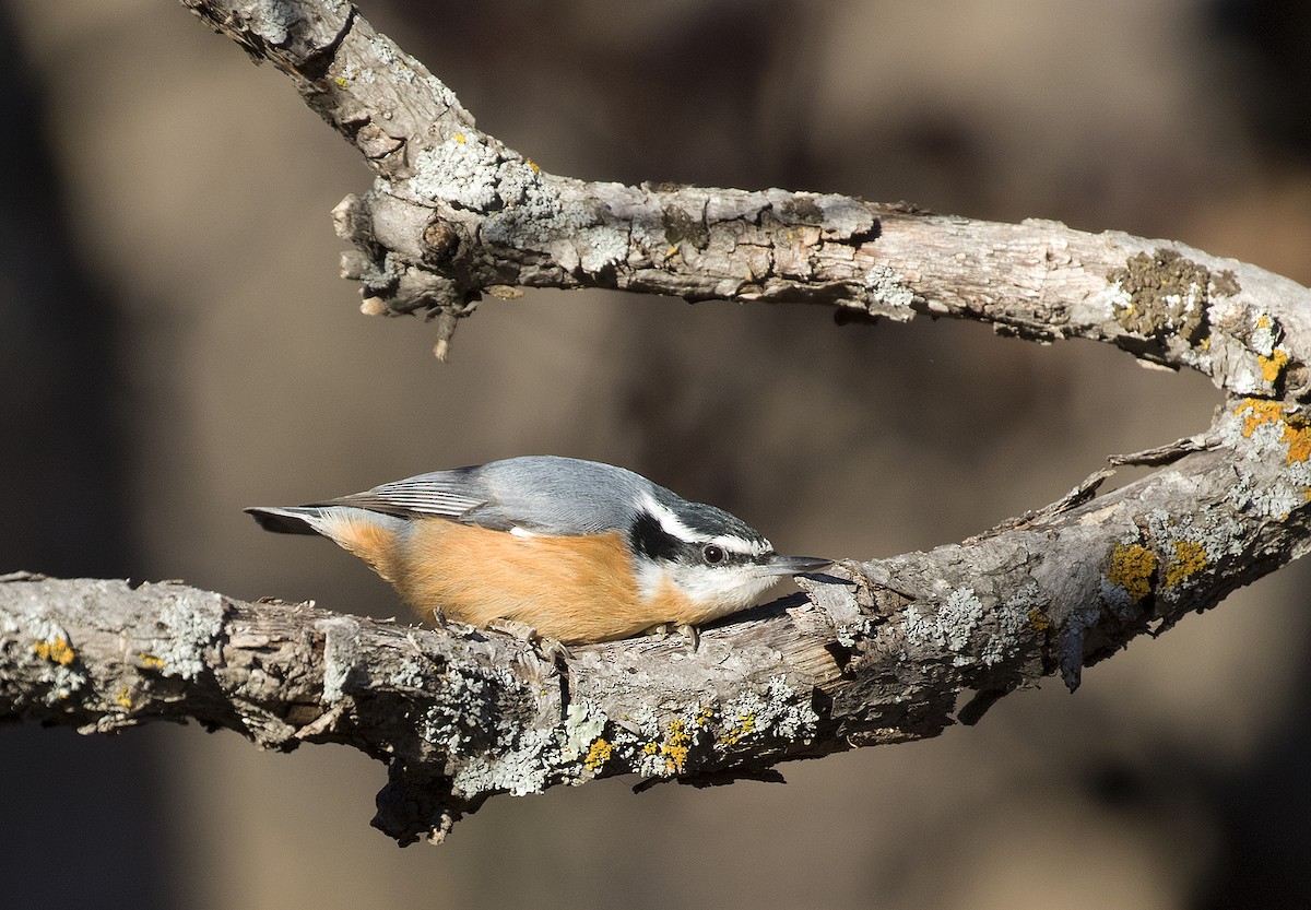Red-breasted Nuthatch - Alan Versaw