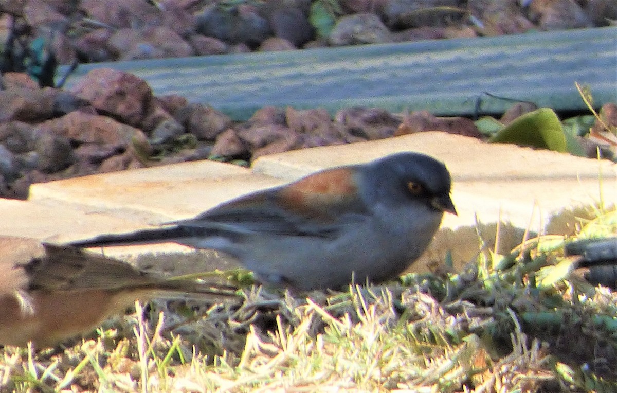 Yellow-eyed Junco - Fred Collins