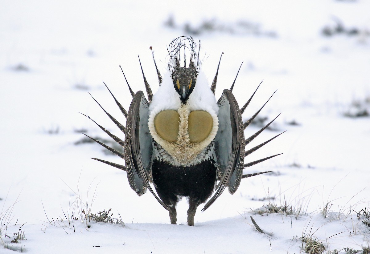 Greater Sage-Grouse - Andrew Spencer