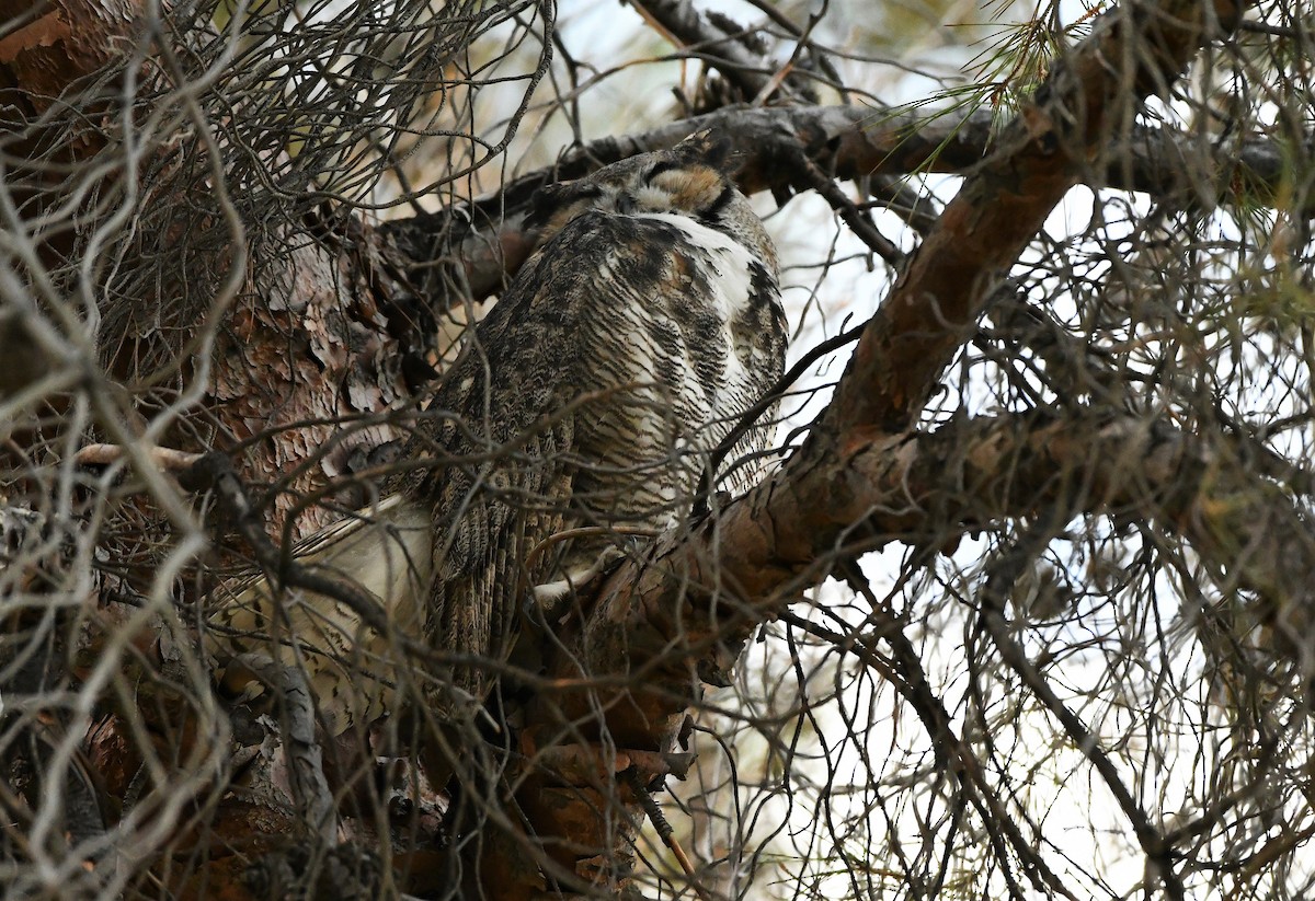 Great Horned Owl - ML276806311