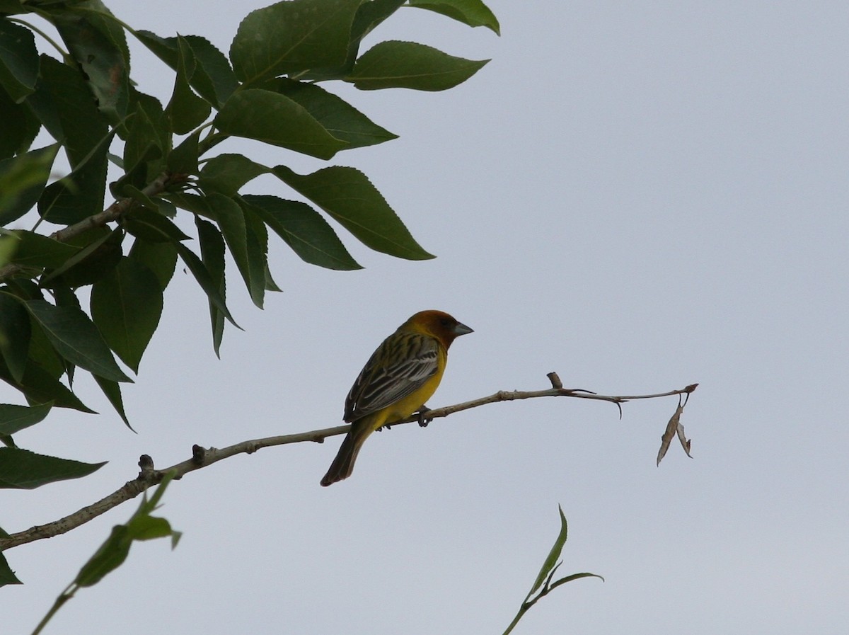 Red-headed Bunting - ML276815811