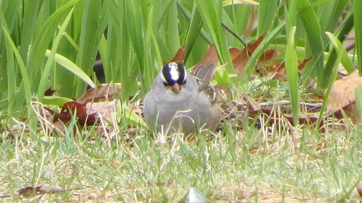 White-crowned Sparrow - Don Clark