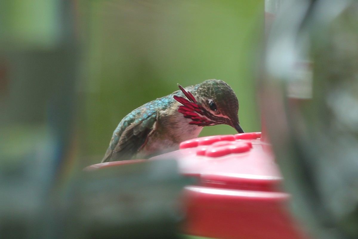 Calliope Hummingbird - ML27682081