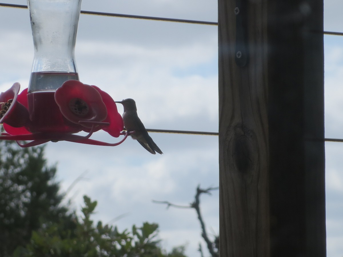 Broad-tailed Hummingbird - Jo Roberts