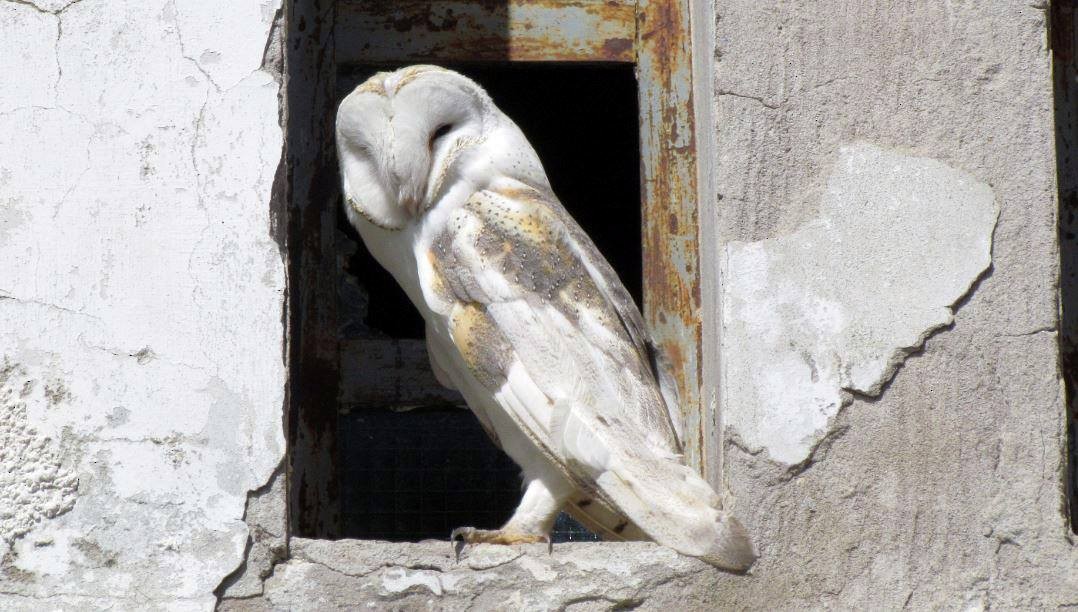 Barn Owl - Marcio Kerbage