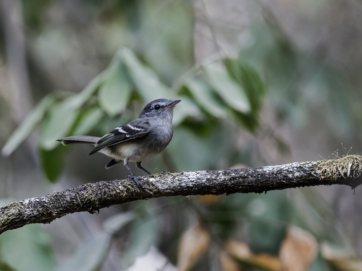 Gray-breasted Flycatcher - ML276825991