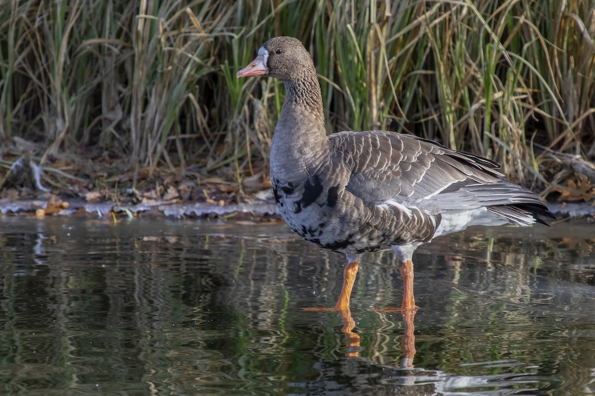 Greater White-fronted Goose - ML276826361