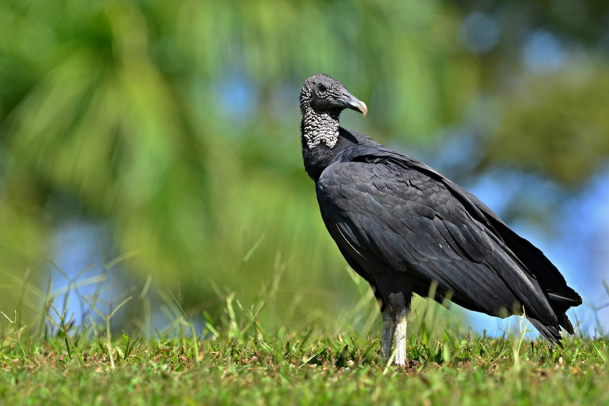 Black Vulture - Alejandro  Bayer