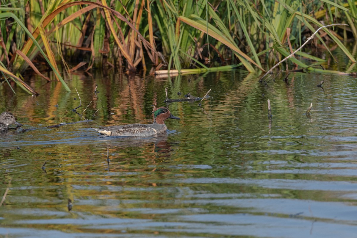 Green-winged Teal - ML276832381