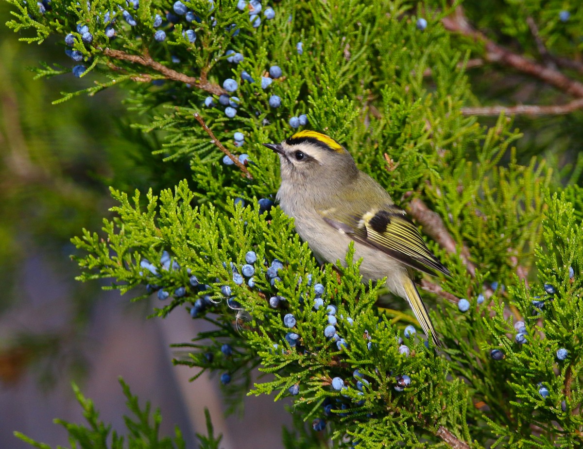 Golden-crowned Kinglet - Aidan Griffiths