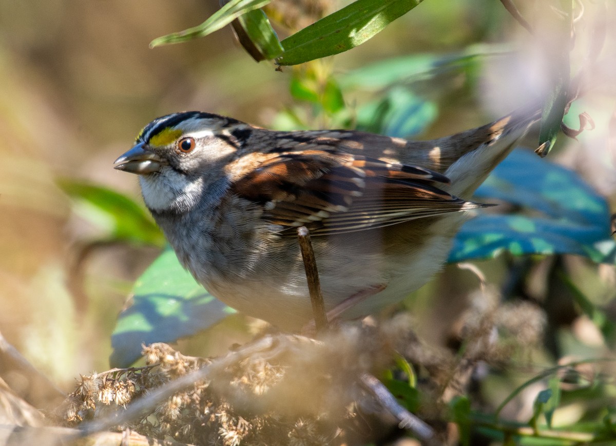 White-throated Sparrow - Eric Bodker