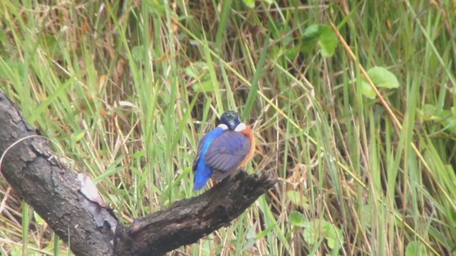 Malagasy Kingfisher - ML276841351