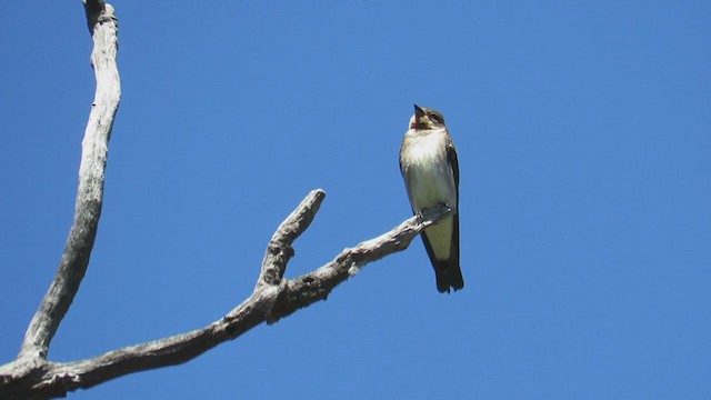 Southern Rough-winged Swallow - ML276843921