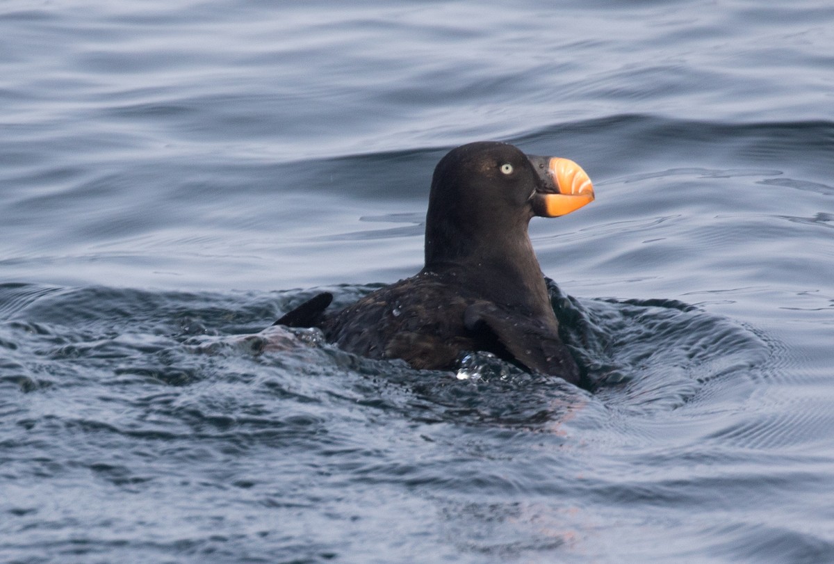 Tufted Puffin - Malcolm Blanchard