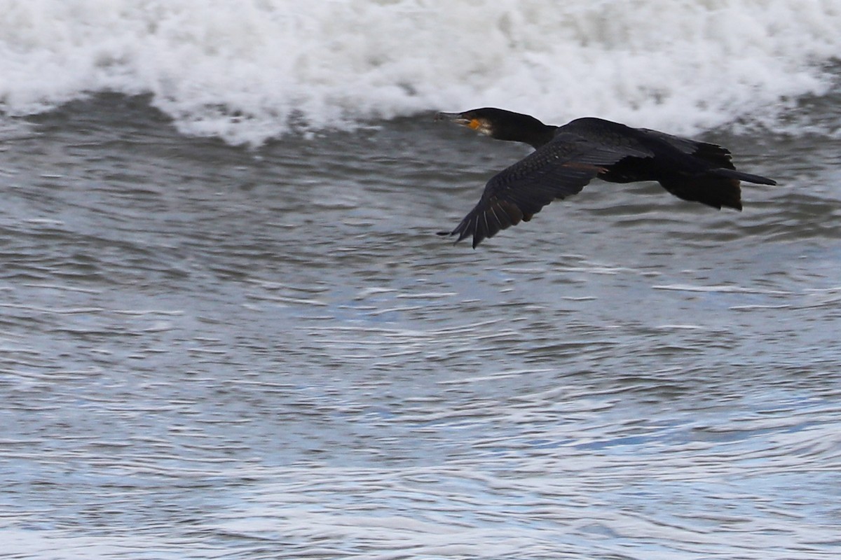 Great Cormorant (North Atlantic) - Rob Bielawski