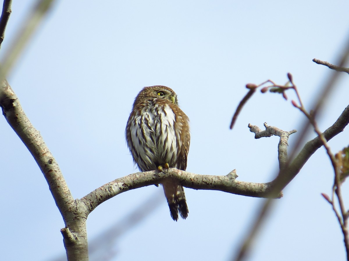 Northern Pygmy-Owl - ML276847501